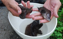 Đệ nhất đặc sản biển: Cá... song chuột trên đất Việt, giá bạc triệu