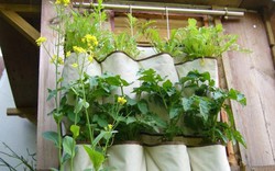 Độc: Dùng...túi vải trồng cây cho căn nhà nhỏ
