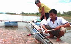 Quảng Nam: Nuôi cá lồng bè hướng đến VietGAP