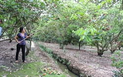 Trung An sôi động du lịch vườn