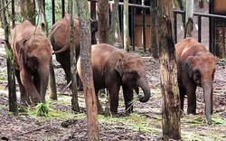 Đàn voi bị bọn buôn lậu đầu độc đến mức nghiện heroin