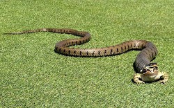 Ếch thoát khỏi miệng rắn một cách khó tin trên sân golf