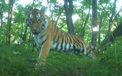 Hổ Amur tạo dáng chụp ảnh như người