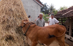 Gặp &#34;chuyên gia&#34; thụ tinh... cho bò