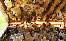 Nghệ An: Nông dân học nghề nuôi ong