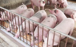 Thừa Thiên - Huế: ND vay 300 triệu đồng nuôi lợn sạch