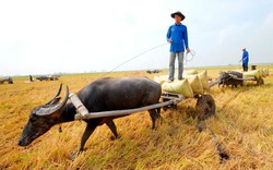 Cho thuê trâu, dân miền Tây kiếm bạc triệu mỗi ngày