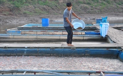 Nuôi cá lồng trên sông, hồ chứa ở Hòa Bình: Cá sạch, thu nhập tăng