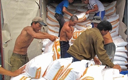 Trung Quốc tiếp tục mua vét gạo qua thương lái: Lợi trước mắt, tiềm ẩn rủi ro