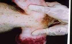 Cách phòng bệnh dịch tả ở lợn