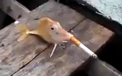 Sốc với clip cá hút thuốc lá phì phèo