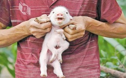 Lợn 8 chân siêu quái ở Trung Quốc
