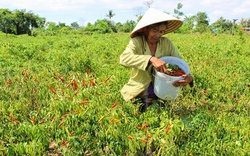 Ớt khan hàng, giá tăng lên 24.000 đồng/kg