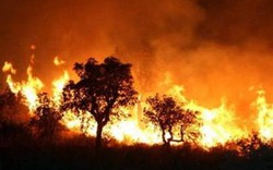 Bình Định: Đốt vàng mã gây cháy hơn 20ha rừng