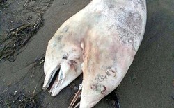 Kỳ lạ: Cá heo 2 đầu cực hiếm tử nạn trên bờ biển
