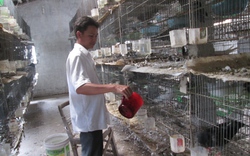 Từ Nam Định vào Đồng Nai học nuôi chim, thu &#34;ngàn đô&#34; mỗi tháng
