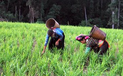  Điện Biên: Tập huấn an toàn vệ sinh nông nghiệp