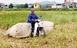 Cưỡi xe máy, bắt châu chấu, đút túi tiền triệu mỗi đêm!