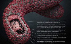 Bộ Y Tế: Không nên lo lắng trước những tin đồn thất thiệt về Ebola