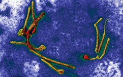 Thực hư thông tin Ebola về tới Việt Nam