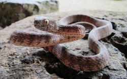 Ly kỳ rắn khổng lồ  bảo vệ rừng Phong Nha - Kẻ Bàng