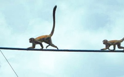 Trung Quốc vung 1,7 tỷ đồng xây cầu cho khỉ