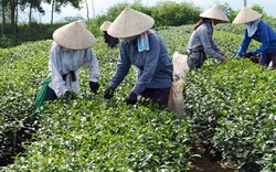 Quảng Ninh: Đầu tư vốn cho tổ hợp tác trồng chè cao sản
