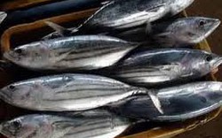 Giá cá sọc dưa giảm, ngư dân lỗ nặng