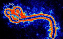 Giám sát 3 người đến Việt Nam từ vùng có dịch Ebola