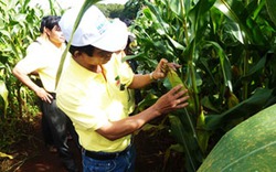 Khảo nghiệm trồng ngô biến đổi gene ở Đăk Lăk: Hào hứng với khả năng kháng thuốc trừ cỏ 