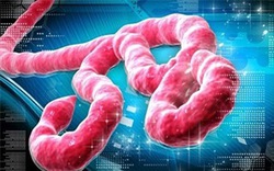 Điều trị bệnh Ebola sẽ hoàn toàn không mất phí