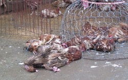 BÀNG HOÀNG: Đấu điện nhầm pha, hàng nghìn con gà chết la liệt ở Hải Dương