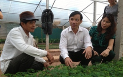 Việt Nam chi nửa tỷ USD nhập giống rau củ