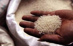 Gạo Việt cạnh tranh hơn khi Philippines đấu thầu