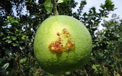 Trái cây đặc sản nhiễm bệnh hàng loạt, nông dân miền Tây lao đao