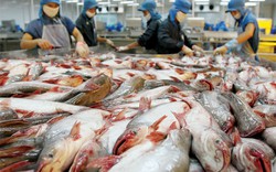Nga dỡ bỏ việc tạm đình chỉ  với thủy sản Việt: Lệnh cấm cần được mở rộng hơn