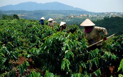 Tăng cường dinh dưỡng cho đất trồng cà phê