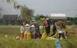 Nhiều tác hại từ canh tác lúa không hợp lý 