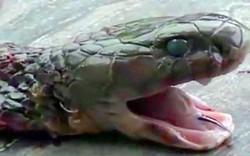 KỲ DỊ: Đầu lâu rắn hổ mang cắn chết một đầu bếp Trung Quốc