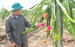 Bị &#34;mê hoặc&#34;, lão nông quyết trồng thanh long ruột đỏ trên đất cam