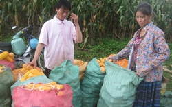 Sơn La: Dân lo lắm vì... khắp nơi được mùa ngô