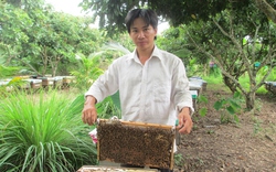 Nuôi ong Ý, thu lãi 30 triệu đồng/tháng ngon lành