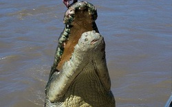 Bất cẩn, một công dân Việt Nam đi câu bị cá sấu nuốt tại Australia