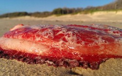 Phát hiện sinh vật màu đỏ bí ẩn chưa xác định trên bờ biển Australia
