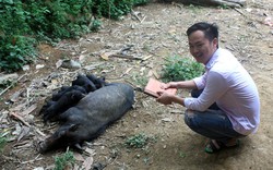 Tốt nghiệp cử nhân Kinh tế đi bán thịt lợn: “Có gì lạ đâu“