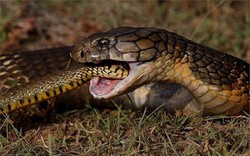 Vì sao rắn hổ mang xẻ thịt nhau lại không trúng độc chết?