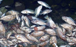 Đà Nẵng: Cá chết hàng loạt tại vịnh Mân Quang