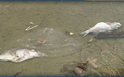 Đà Nẵng: Cá chết hàng loạt trên vịnh, dân thiệt hại tiền tỷ