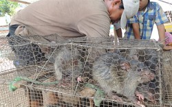 “Công nghệ” xuất khẩu hàng tấn... chuột Campuchia vào Việt Nam mỗi ngày