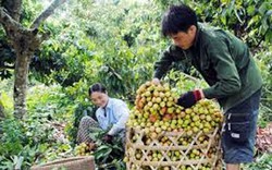 Nga “bật đèn xanh” cho nông sản từ Việt Nam